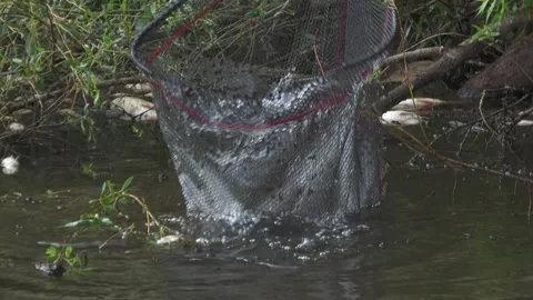 Ecological disaster. river pollution, mass death of fish Stock Footage 295074684