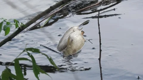 Ecological disaster. river pollution, mass death of fish Stock Footage 295074701