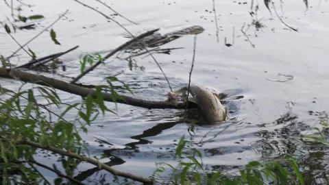 Ecological disaster. river pollution, mass death of fish Stock Footage 295074967