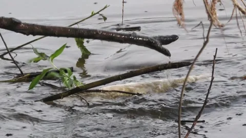 Ecological disaster. river pollution, mass death of fish Stock Footage 295075021