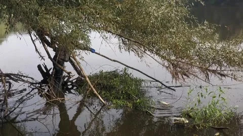 Ecological disaster. river pollution, mass death of fish Stock Footage 295075058