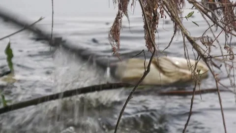Ecological disaster. river pollution, mass death of fish Stock Footage 295075061