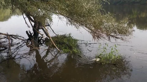 Ecological disaster. river pollution, mass death of fish Stock Footage 295075126