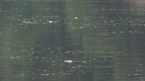Ecological disaster. river pollution, mass death of fish Stock Footage 295075230