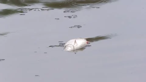 . ecological disaster. river pollution, mass death Stock Footage 295075274