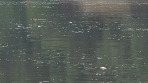 Ecological disaster. river pollution, mass death of fish Stock Footage 295075309