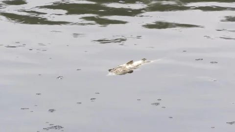 Ecological disaster. river pollution, mass death of fish Stock Footage 295075387