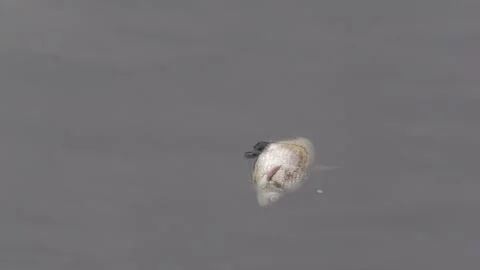 Ecological disaster. river pollution, mass death of fish Stock Footage 295075434