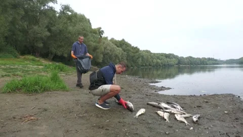 Ecological disaster. river pollution, mass death of fish Stock Footage 295075506