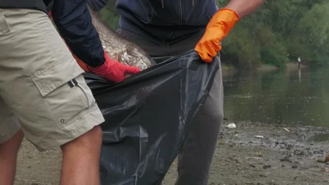 Ecological disaster. river pollution, mass death of fish Stock Footage 295075645