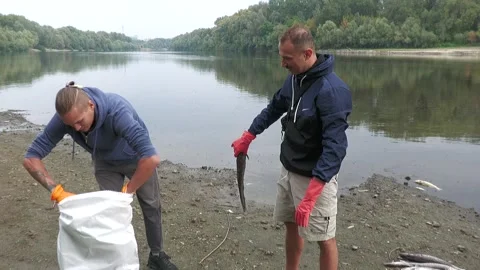 Ecological disaster. river pollution, mass death of fish Stock Footage 295075760