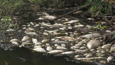 Ecological disaster. river pollution, mass death of fish Stock Footage 295075932