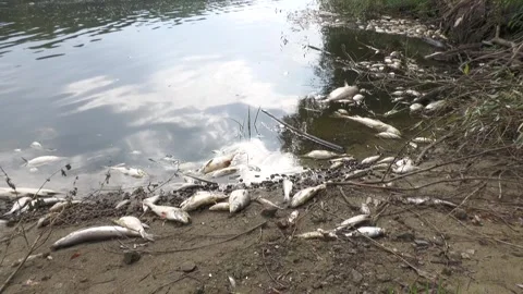 Ecological disaster. river pollution, mass death of fish Stock Footage 295075980
