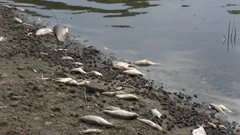 Ecological disaster. river pollution, mass death of fish Stock Footage 295076000