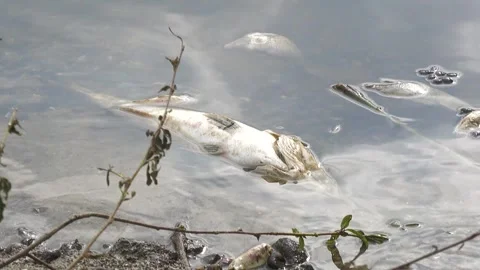 Ecological disaster. river pollution, mass death of fish Stock Footage 295076153