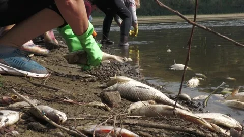 Ecological disaster. river pollution, mass death of fish Stock Footage 295076244