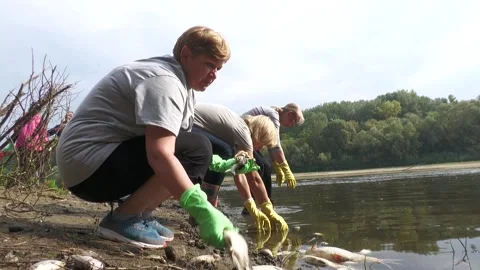 Ecological disaster. river pollution, mass death of fish Stock Footage 295076560