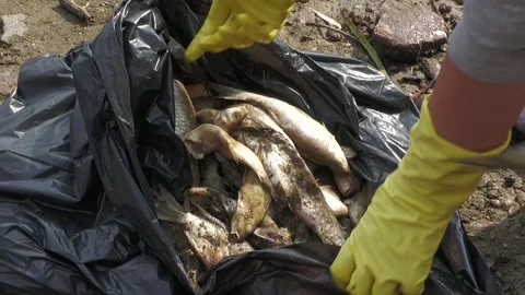 Ecological disaster. river pollution, mass death of fish Stock Footage 295076566
