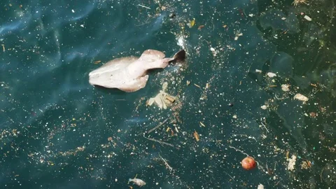 Ecological disaster sea creatures are dying from pollution Vídeos de archivo 72965534