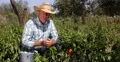 Ecological Garden Country Farmer Portrait Bio Agriculture Red Pepper Production 4k or 4k+ Resolution