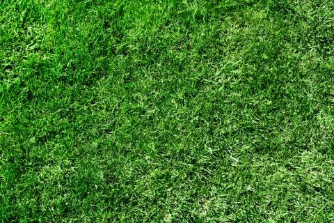 Ecological green grass texture. pattern. Foto stock