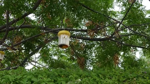 Ecological  insect trap Stock Footage 64213336