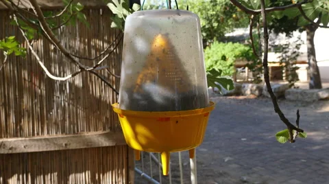 Ecological  insect trap Stock Footage 64901682