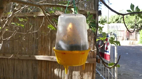 Ecological  insect trap Stock Footage 64901857