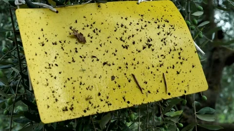 Ecological insect traps DETTAIL Vídeos de archivo 67861805