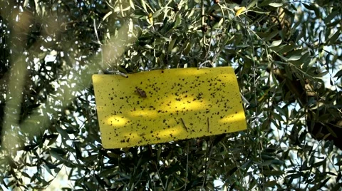 Ecological insect traps Vídeos de archivo 67861735