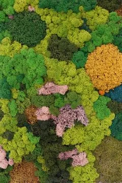 Ecological interior landscaping, multi-colored stabilized preserved lichen .. Stock Photos