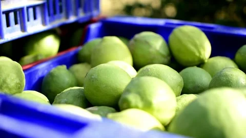 Ecological lemons or lemon in boxes freshly cuaght at agricultural field 動画素材 139309837