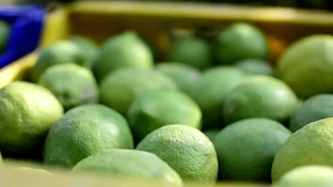 Ecological lemons or lemon in boxes freshly cuaght at agricultural field Vídeo Stock 140649830