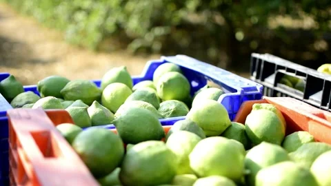 Ecological lemons or lemon in boxes freshly cuaght at agricultural field Stockbeeldmateriaal 141596463