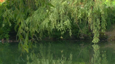 Ecological nature Stock Footage 30550883