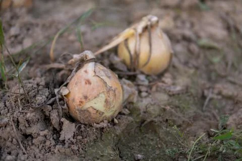 Ecological onion Stock Photos