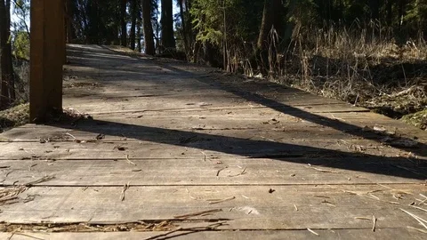 The ecological path in the old forest. 86 Video stock 106252246