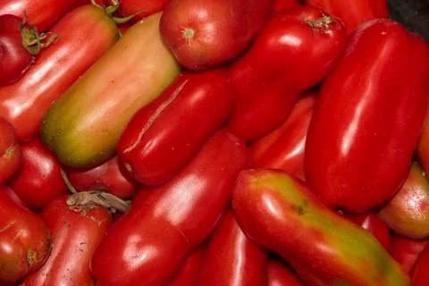 Ecological peppers Stock Photos