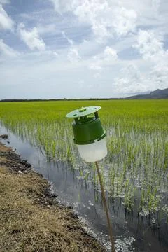 Ecological pest control trap stands in flooded rice paddy field in protecte.. Stock Photos