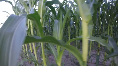 Ecological plantation of corn closeup. Stock-Footage 112641690