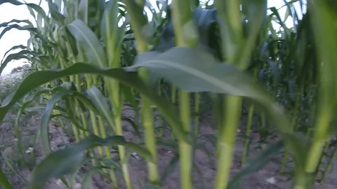 Ecological plantation of corn closeup. Video stock 112641780