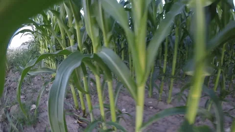 Ecological plantation of corn closeup. Stock-Footage 112641942