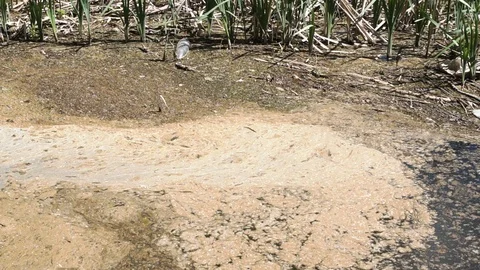 Ecological pollution of nature. Stock Footage 89796048