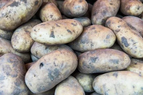Ecological potatoes Stock Photos