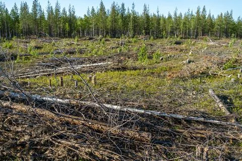 Ecological problem of deforestation, deforestation of taiga for construction  Stock Photos