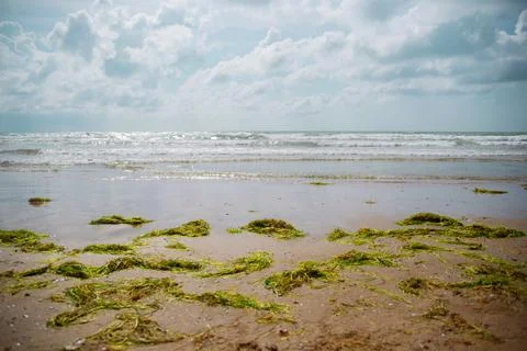 Ecological problem. Green algae thrown out of the water lie on the sandy seas Stock Photos