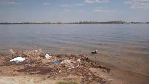 Ecological problems, plastic garbage on polluted river waterfront and duck swims Stock Footage 108167585