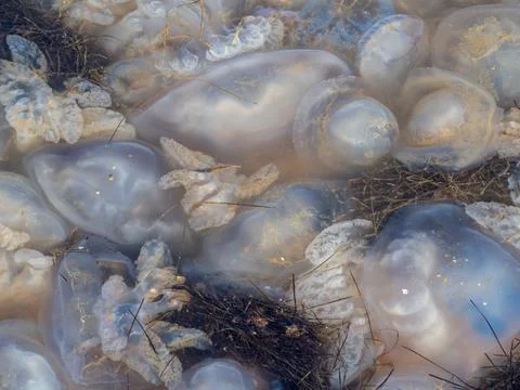 Ecological problems of the sea. Lots of dead jellyfish in shallow water close Stock Photos