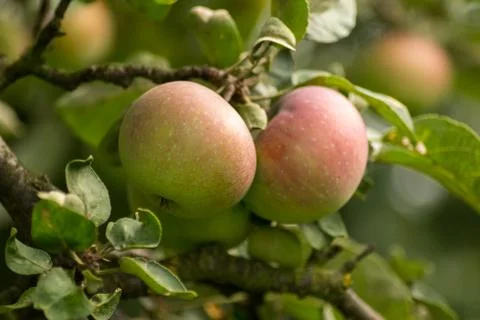 Ecological red apples Stock Photos