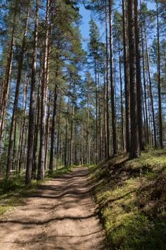 Ecological route in the pine forest. State natural reserve of the Vyaramyanse Foto stock